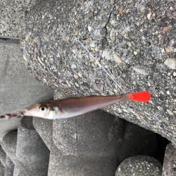 6/27　ちょい投げ釣り、ジギング